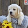 Image of Nyla, a Golden Retriever puppy