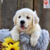 Image of Nyla, a Golden Retriever puppy