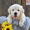 Image of Nyla, a Golden Retriever puppy