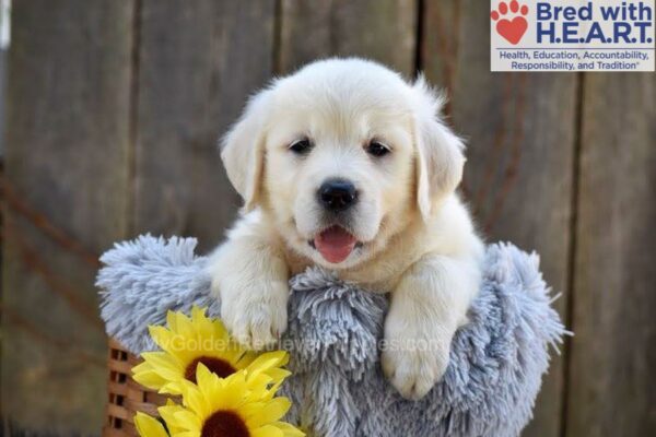 Image of Nyla, a Golden Retriever puppy