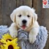 Image of Nyla, a Golden Retriever puppy