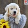 Image of Nyla, a Golden Retriever puppy