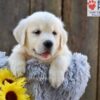 Image of Nyla, a Golden Retriever puppy