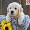Image of Nyla, a Golden Retriever puppy