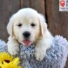 Image of Nyla, a Golden Retriever puppy