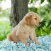 Image of Oakley, a Golden Retriever puppy