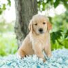 Image of Oakley, a Golden Retriever puppy