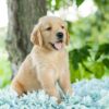 Image of Oakley, a Golden Retriever puppy