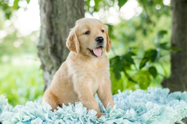 Image of Oakley, a Golden Retriever puppy