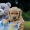 Image of Olaf, a Golden Retriever puppy
