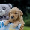 Image of Olaf, a Golden Retriever puppy