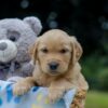Image of Olaf, a Golden Retriever puppy