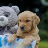 Image of Olaf, a Golden Retriever puppy