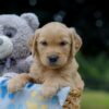 Image of Olaf, a Golden Retriever puppy