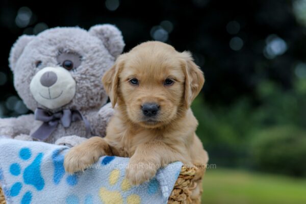 Image of Olaf, a Golden Retriever puppy