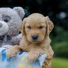 Image of Olaf, a Golden Retriever puppy