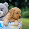 Image of Olive, a Golden Retriever puppy