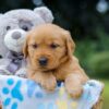 Image of Olive, a Golden Retriever puppy