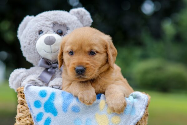 Image of Olive, a Golden Retriever puppy