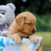 Image of Olive, a Golden Retriever puppy