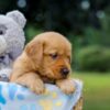 Image of Olive, a Golden Retriever puppy