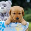 Image of Olive, a Golden Retriever puppy