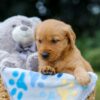 Image of Olive, a Golden Retriever puppy