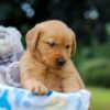 Image of Olive, a Golden Retriever puppy
