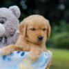 Image of Opie, a Golden Retriever puppy