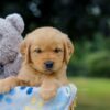 Image of Opie, a Golden Retriever puppy