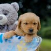 Image of Opie, a Golden Retriever puppy
