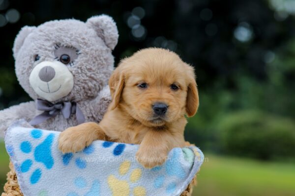 Image of Opie, a Golden Retriever puppy