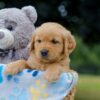 Image of Opie, a Golden Retriever puppy