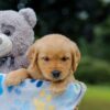 Image of Opie, a Golden Retriever puppy