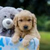 Image of Ms. Orange, a Golden Retriever puppy