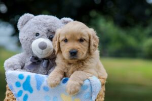 Image of Ms. Orange, a Golden Retriever puppy