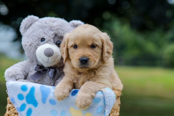 Image of Ms. Orange, a Golden Retriever puppy