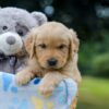 Image of Ms. Orange, a Golden Retriever puppy