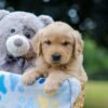 Image of Ms. Orange, a Golden Retriever puppy
