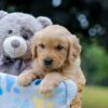 Image of Ms. Orange, a Golden Retriever puppy