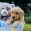 Image of Ms. Orange, a Golden Retriever puppy