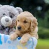 Image of Ms. Orange, a Golden Retriever puppy