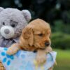 Image of Oreo, a Golden Retriever puppy