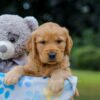 Image of Oreo, a Golden Retriever puppy