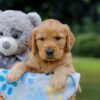 Image of Oreo, a Golden Retriever puppy