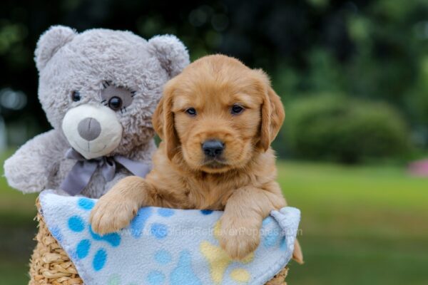 Image of Oreo, a Golden Retriever puppy