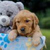 Image of Oreo, a Golden Retriever puppy