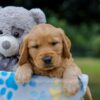 Image of Oreo, a Golden Retriever puppy