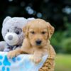 Image of Oscar, a Golden Retriever puppy