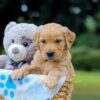 Image of Oscar, a Golden Retriever puppy